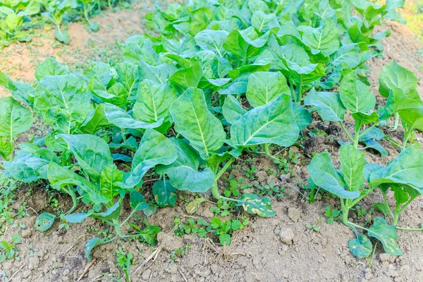 Green kale plants — Stock Photo, Image