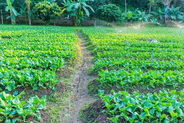 Groene boerenkool planten — Stockfoto