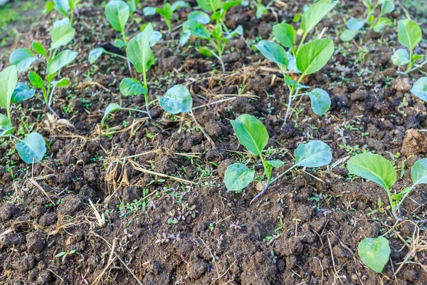 Plantas de col rizada verde —  Fotos de Stock