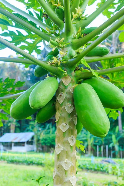 Groene papaja vruchten — Stockfoto