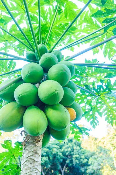 Yeşil papaya meyve — Stok fotoğraf