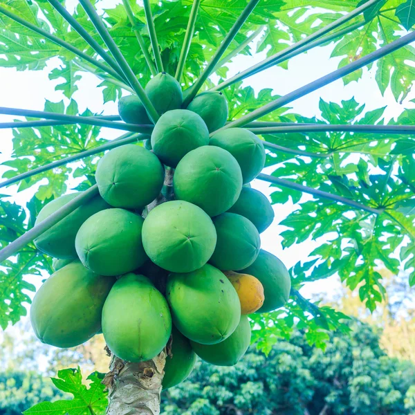 Zielonej papai owoców — Zdjęcie stockowe