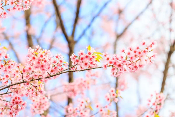 Luonnonvarainen Himalajan kirsikka — kuvapankkivalokuva
