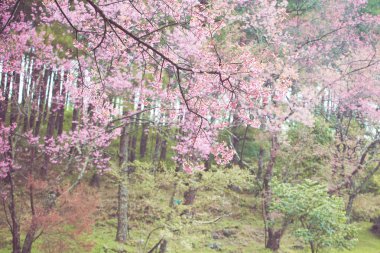 vahşi Himalaya kiraz