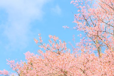 vahşi Himalaya kiraz