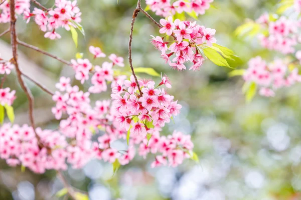 Cereza del Himalaya salvaje — Foto de Stock