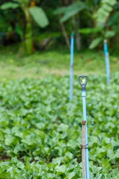 Grünkohlgemüsegarten — Stockfoto