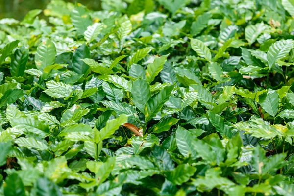 Planta de árbol de café —  Fotos de Stock