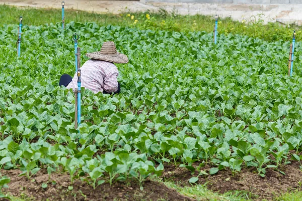 Trädgårdsmästare i grönsakslandet — Stockfoto