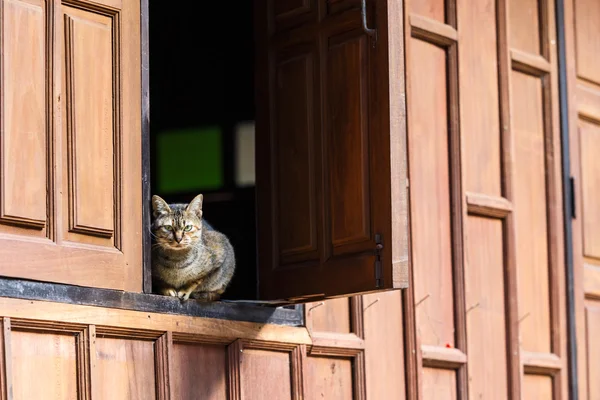 Cat on window — Stock Photo, Image