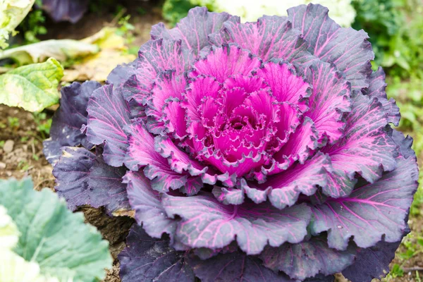 Planta de lechuga morada —  Fotos de Stock