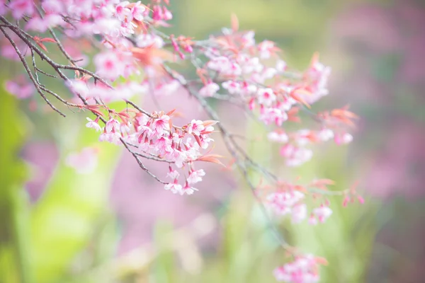 Cerise sauvage de l'Himalaya — Photo