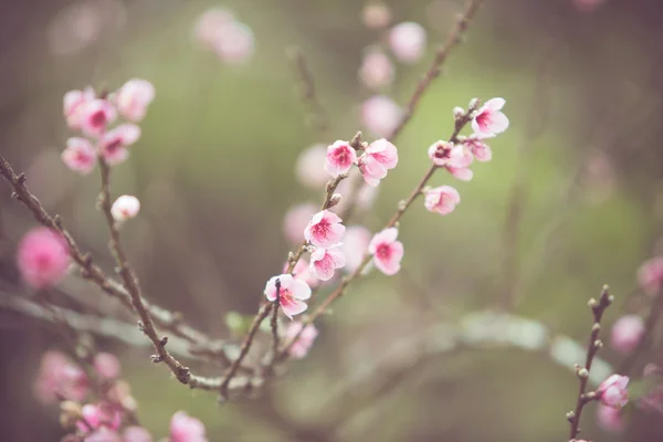 Şeftali çiçek çiçek — Stok fotoğraf