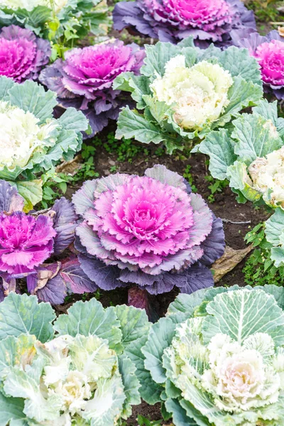 Purple lettuce plant — Stock Photo, Image