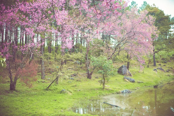 Дикі Гімалайський вишня — стокове фото