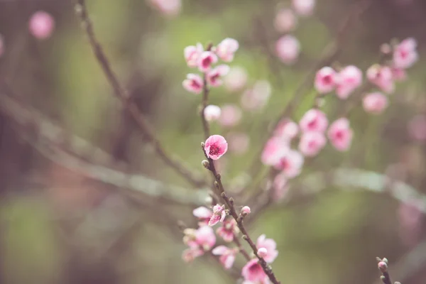 Fiori di pesco — Foto Stock