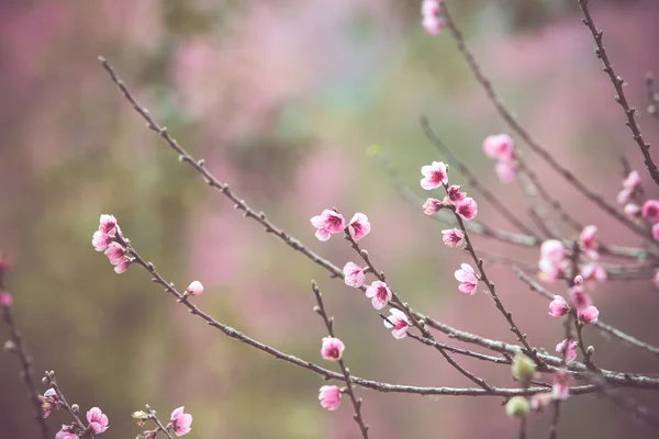 Fiori di pesco — Foto Stock