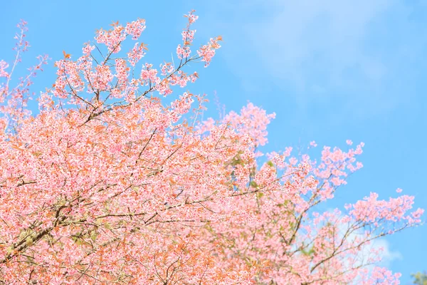 Wild Himalayan Cherry — Stock Photo, Image