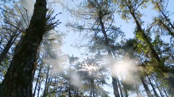 Pine forest with sunlight and blue sky — Stock Video