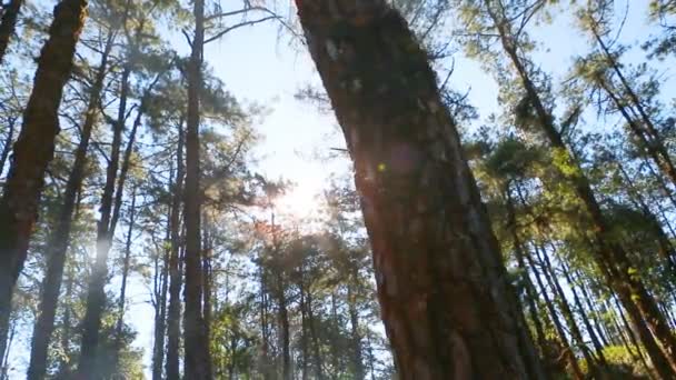 Pine forest with sunlight and blue sky — Stock Video
