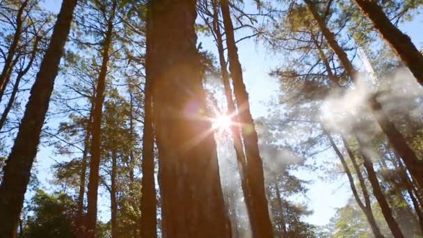 Pădure de pin cu lumină solară și cer albastru — Videoclip de stoc