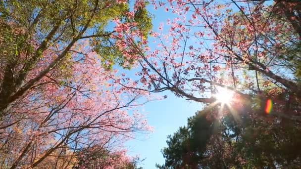 Trädtopparna och himmel med sol — Stockvideo