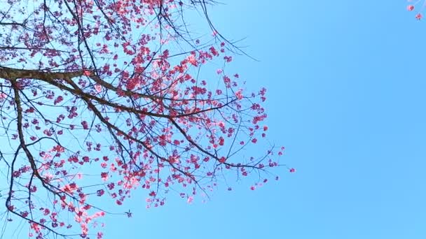 Árboles y cielo con sol — Vídeo de stock