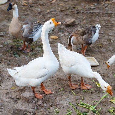 Arka bahçesinde üzerinde beyaz kaz