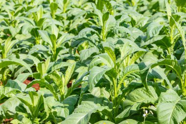 Tütün bitki Tayland