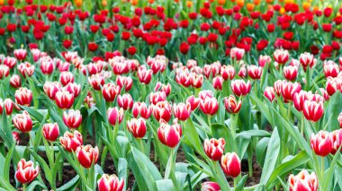 Lale Çiçek Bahçe