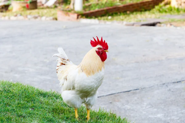 Weiße Bantam auf Hinterhof — Stockfoto