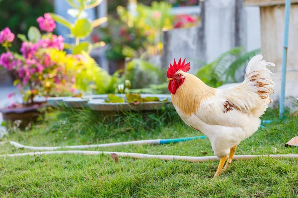 Weiße Bantam auf Hinterhof — Stockfoto