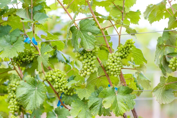 Ramo uvas jovens — Fotografia de Stock