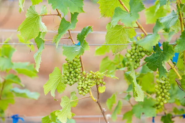 Молодой виноград — стоковое фото