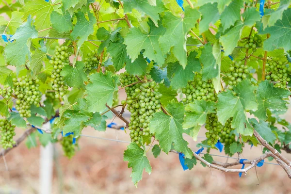 Ramo uvas jovens — Fotografia de Stock