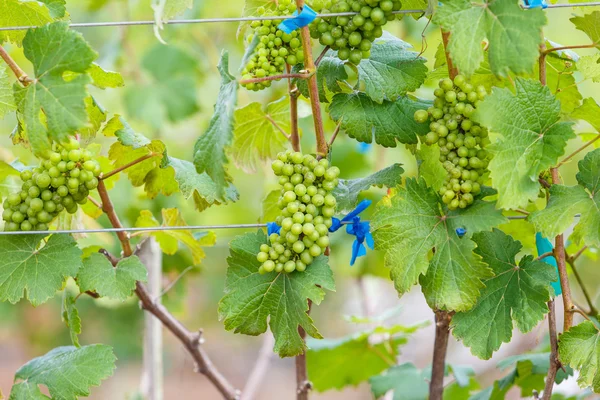 Ramo uvas jovens — Fotografia de Stock