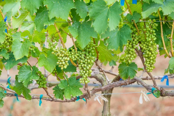 Ramo uvas jovens — Fotografia de Stock