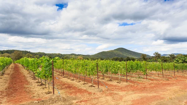 Ramo de uvas jóvenes — Foto de Stock