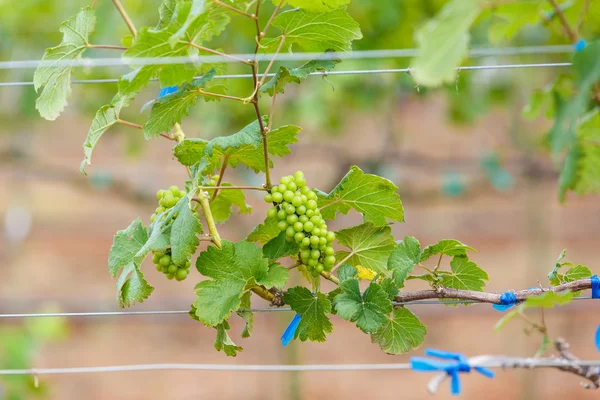 Branch young grapes — Stock Photo, Image
