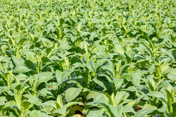 Tobacco plant in thailand — Stock Photo, Image