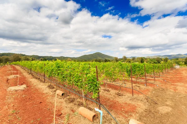 Branch young grapes — Stock Photo, Image