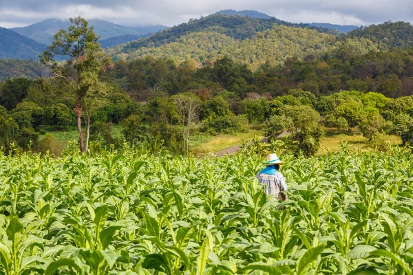 Thaise vrouw zetten Insecticide — Stockfoto