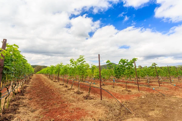 Branch young grapes — Stock Photo, Image