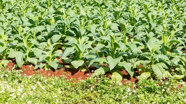 Planta de tabaco en Tailandia —  Fotos de Stock