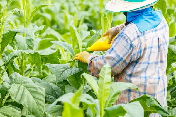 Mujer tailandesa puso insecticida —  Fotos de Stock