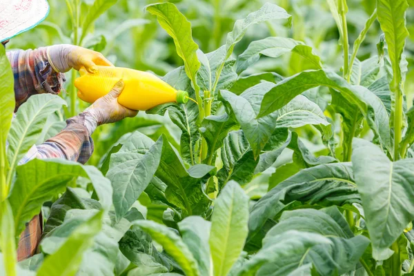 Thai woman put Insecticide — Stock Photo, Image