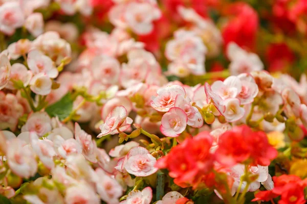 다채로운 작은 꽃 — 스톡 사진