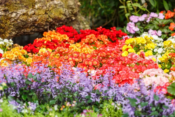 Colorful little flowers — Stock Photo, Image