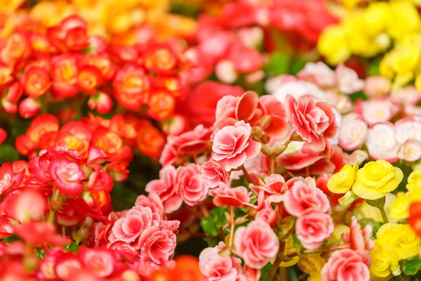Coloridas florecitas — Foto de Stock