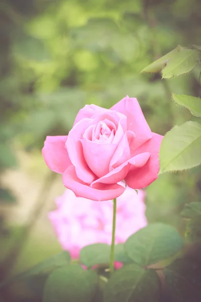 Beautiful rose flower — Stock Photo, Image